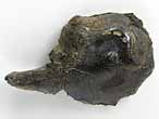 Fossile d'caille ganoide de Poisson Lepidotes maximus du jurassique Boulonnais